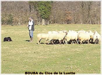 le bouvier des flandres et les moutons - Elevage du CLOS DE LA LUETTE - COPYRIGHT DEPOSE